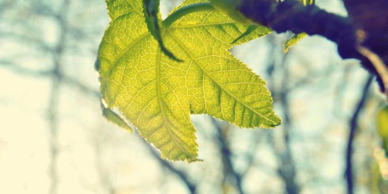 从基林卡利南到创意画布：珠宝摄影的光影艺术与作品集构建