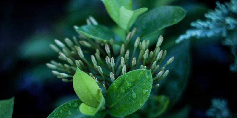 从矿场到数字艺术：基林卡利南钻石的发现与平面设计中的永恒光芒