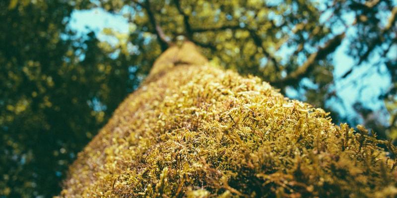 基林卡利南84：数字艺术新浪潮中的设计诗篇与绘画革命