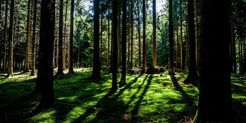 基林卡利南95:数字时代的艺术创作革命与绘画新范式