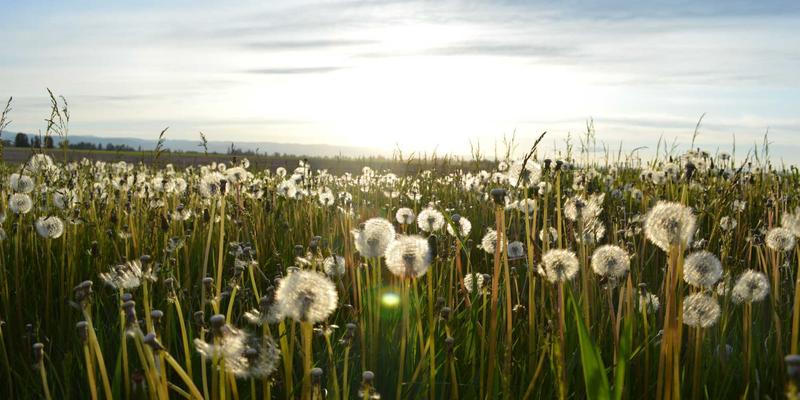 基林卡利南钻石的晶体奥秘：从八面体原石到艺术创作的非凡启示