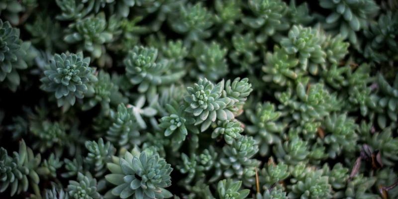 平面设计中的皇冠明珠：解析基林卡利南二号（库里南二世）的艺术创作与象征意义