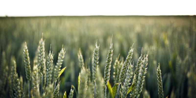 数字艺术再现传奇：用创意作品集展现基林卡利南钻石的原始晶体形态与生长环境